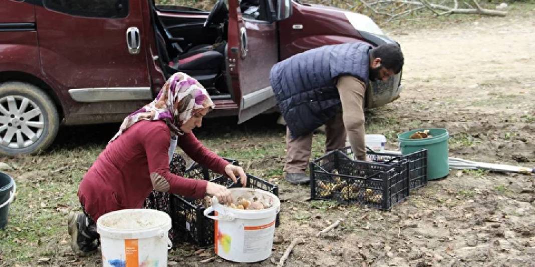 Dağ tepe geziyor tek tek topluyorlar! Yerel halkın para kaynağı: Kilosu 600 TL ediyor 4